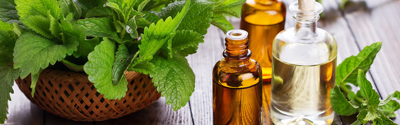 Ginger and Tea Tree Oil for Cancer Patients Survivors
