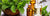 What are Essential Oils? Pure Organic Essential Oil - Mayans Secret News